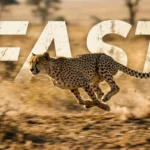 Similes for Running Fast